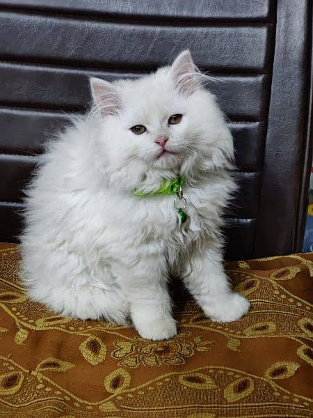 Persian triple coated kittens available in all colours Cod available 11