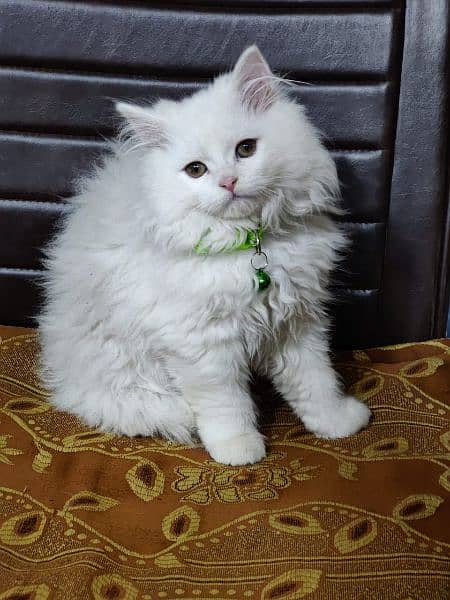 Persian triple coated kittens available in all colours Cod available 12