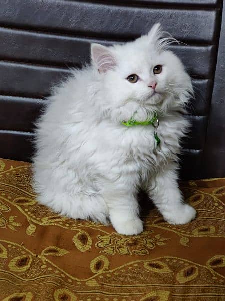 Persian triple coated kittens available in all colours Cod available 13