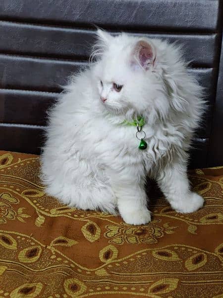 Persian triple coated kittens available in all colours Cod available 14