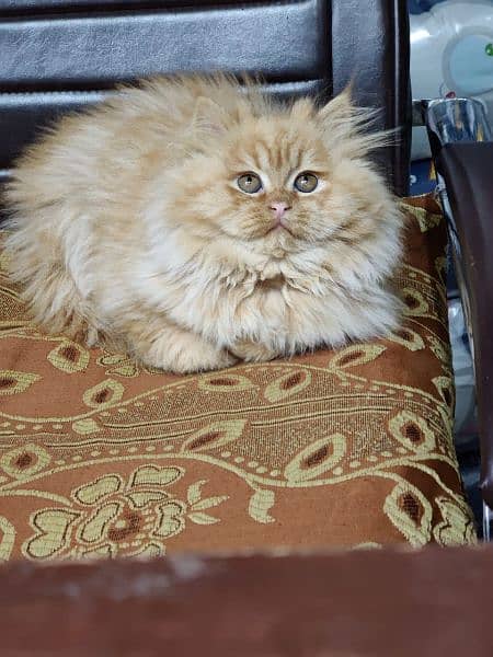 Persian triple coated kittens available in all colours Cod available 15