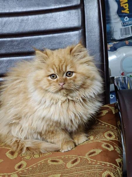 Persian triple coated kittens available in all colours Cod available 16