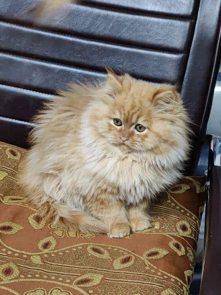 Persian triple coated kittens available in all colours Cod available 17