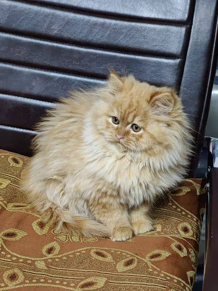 Persian triple coated kittens available in all colours Cod available 18
