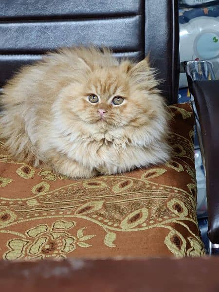 Persian triple coated kittens available in all colours Cod available 19