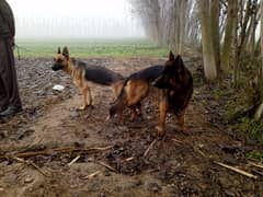 German shepherd Male Dog urgently Sale