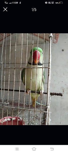 only call me urgent sale need to cash 03020066870