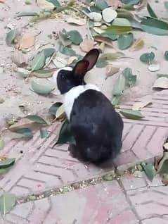 Rabbit Pair For Sale