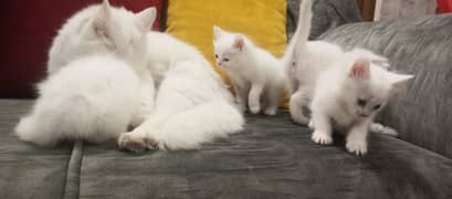 premium triple coated kitten/cat/Persian kitten/Pure Home Breed sale