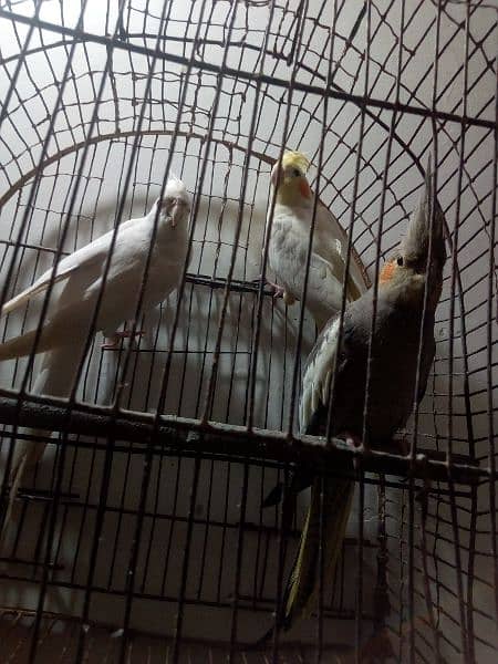 Breeder Coctaile parrots 4