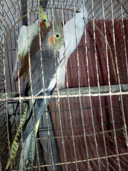 Breeder Coctaile parrots 7