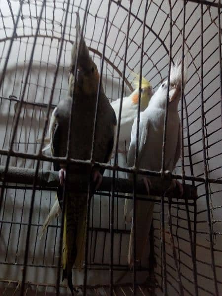 Breeder Coctaile parrots 8