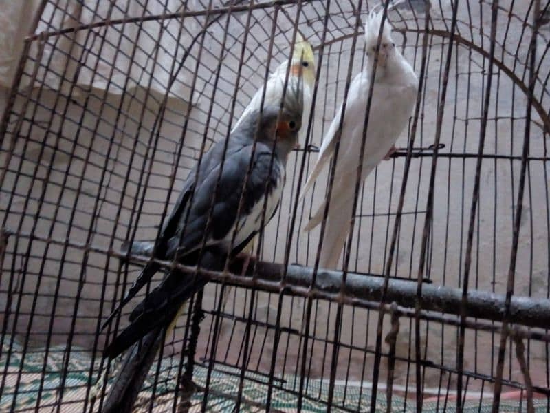 Breeder Coctaile parrots 9