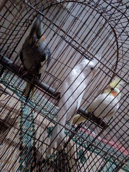 Breeder Coctaile parrots 13
