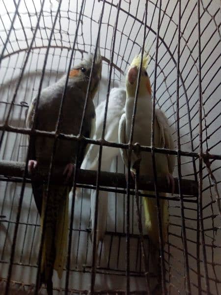 Breeder Coctaile parrots 14