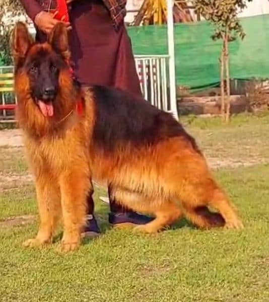 German shepherd sale puppy on olx