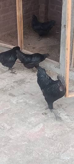 ayam cemani Gray Tung