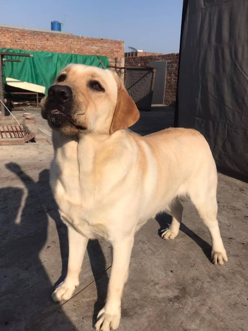 English labrador female 3