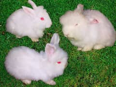 Angora rabbit  (rabbit feed )+lusan fungus ka injection available