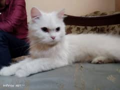 pure persian cat for sale 0