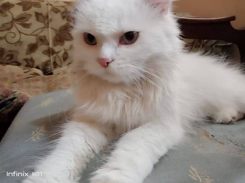 pure persian cat for sale 1