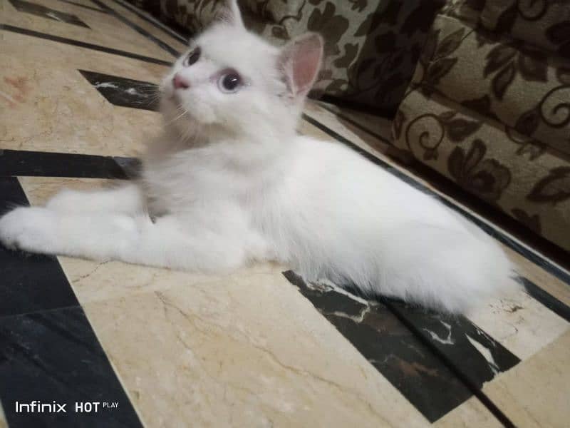 pure persian cat for sale 3