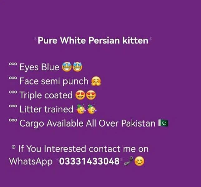 odd eyes white Persian kitten| Triple Coat|semi punch Face Persian cat 1