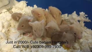 Hamsters Different breed