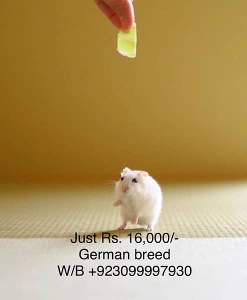 Hamsters Different breed 6