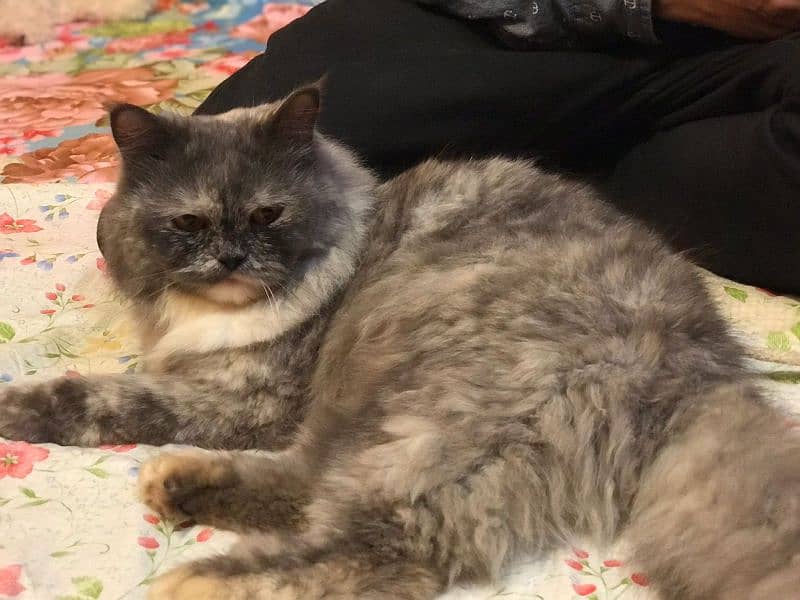 cat Persian 4