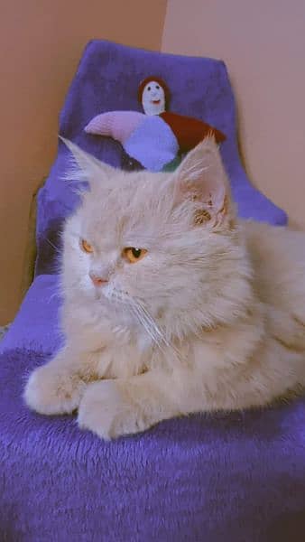 cat Persian 6