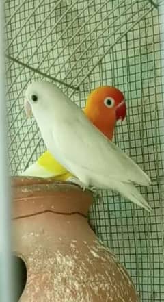 albino + lotino breeder pair