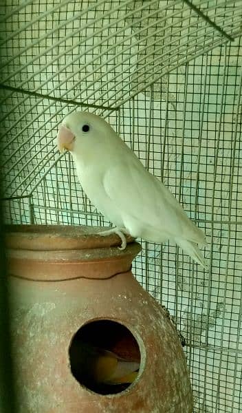 albino + lotino breeder pair 5