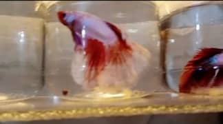 Olx sale fighter fish