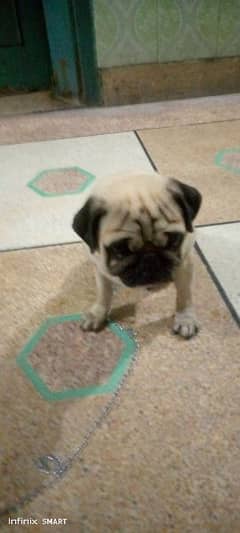 Pug sales price olx