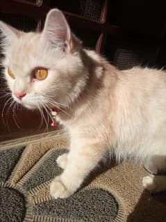 Golden Doll Face Persian Female Cat