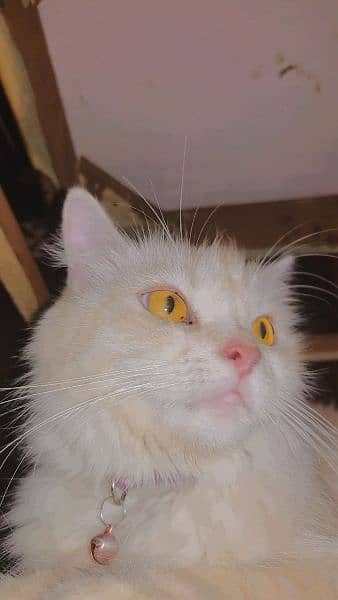 Golden Doll Face Persian Female Cat 2