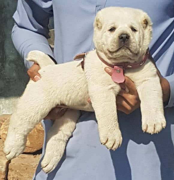 King Alabai male 2month security dog for sale 2