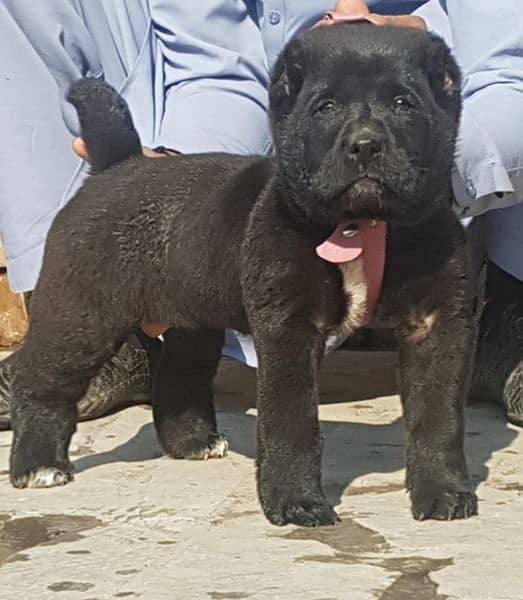 King Alabai male 2month security dog for sale 3