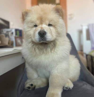 Chow chow puppies are available for import