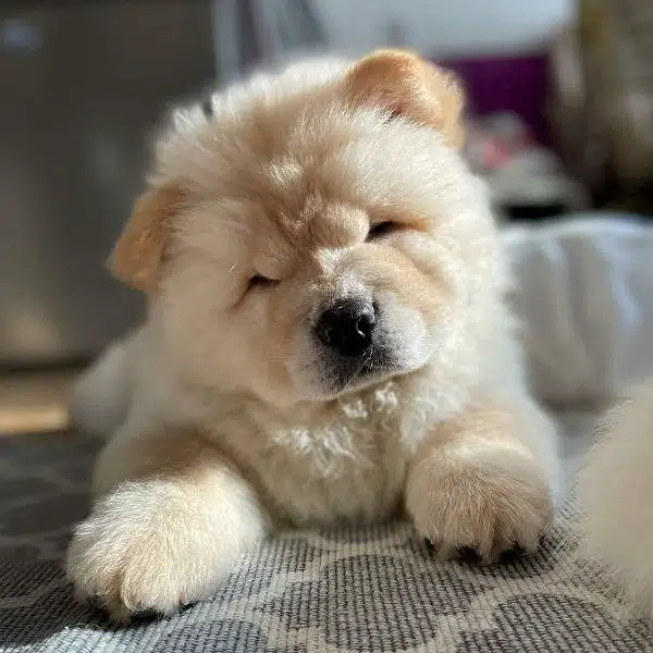 Chow chow puppies are available for import — photo 3