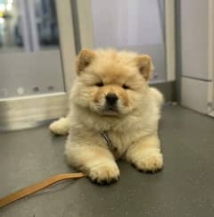 Chow chow dog olx sale