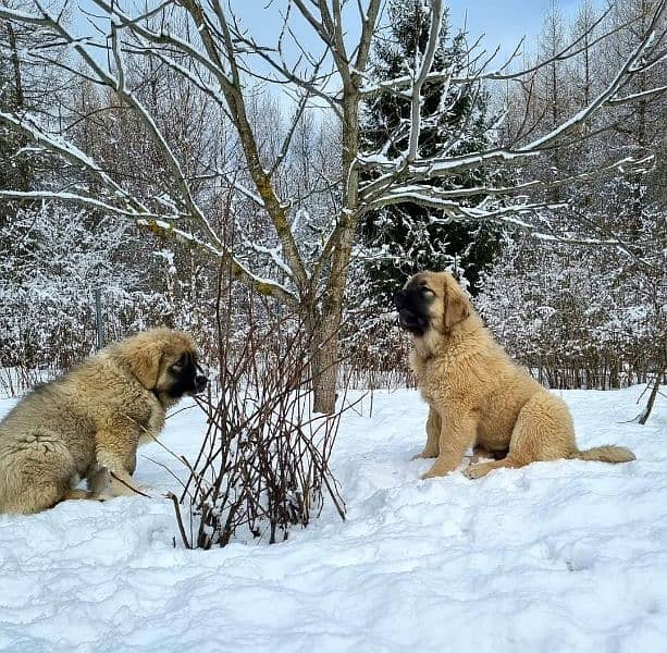 Caucasian store shepherd olx