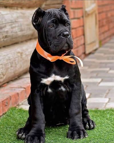 Cane corso puppies available for import