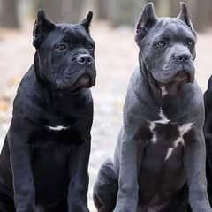 cane corso puppies are available for import