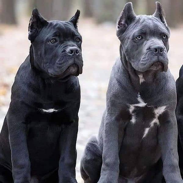 cane corso puppies are available for import 0