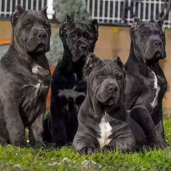 cane corso puppies are available for import 1