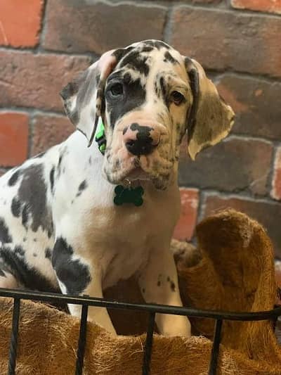 great dane puppies are available for import
