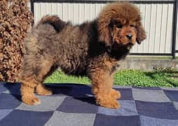 Olx mastiff hot sale