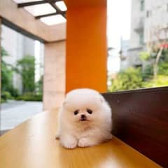 Pomeranian dog best sale price olx